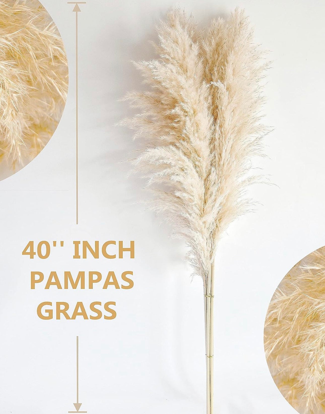 Pampasgras beige 100cm