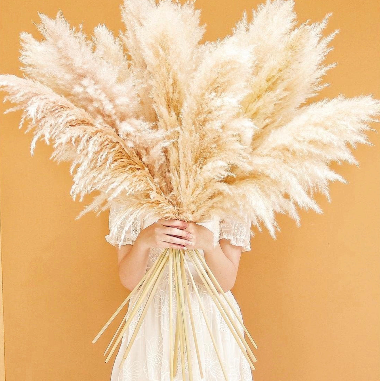 Pampasgras beige 100cm